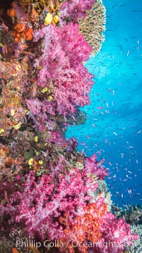 Colorful dendronephthya soft corals and various hard corals, flourishing on a pristine healthy south pacific coral reef.  The soft corals are inflated in strong ocean currents, capturing passing planktonic food with their many small polyps, Dendronephthya, Namena Marine Reserve, Namena Island, Fiji