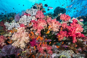 Colorful dendronephthya soft corals and various hard corals, flourishing on a pristine healthy south pacific coral reef.  The soft corals are inflated in strong ocean currents, capturing passing planktonic food with their many small polyps, Dendronephthya