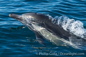 Common Dolphin Breaching the Ocean Surface, San Diego, California