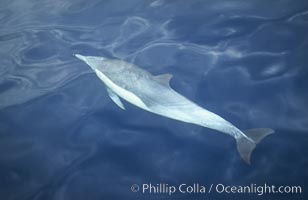 Common dolphin, Delphinus delphis, San Diego, California