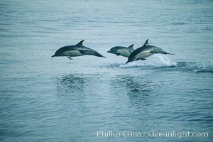 Common dolphin leaping (porpoising), Delphinus delphis, San Diego, California