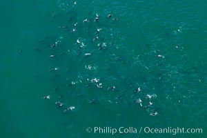 A large herd of common dolphin swims at the ocean surface, aerial photograph, Delphinus delphis