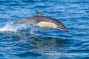 Common Dolphin Leaping, Breaching the Ocean Surface, Delphinus delphis, San Diego, California