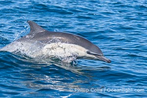 Common Dolphin Leaping, Breaching the Ocean Surface, Delphinus delphis, San Diego, California