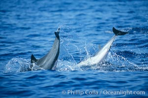 Common dolphin leaping (porpoising), Delphinus delphis, San Diego, California