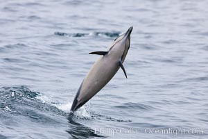 Common dolphin leaping from the ocean, Delphinus delphis, Santa Barbara, California