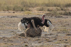 Common Ostrich mating, Struthio camelus, Amboseli National Park