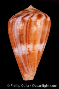 Conus mutabilis, Conus mutabilis