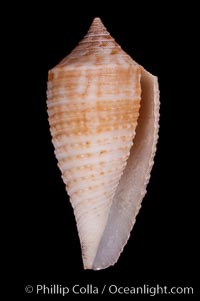 Conus pseudosulcatus, Conus pseudosulcatus