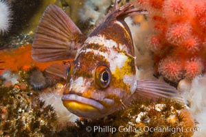 Copper Rockfish Sebastes caurinus with pink soft corals and reef invertebrate life,  Browning Passage, Vancouver Island, British Columbia, Sebastes caurinus