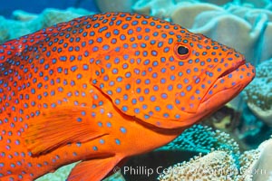 Coral Hind, Cephalopholis miniata, also known as Coral Trout and Coral Grouper, Fiji, Cephalopholis miniata, Namena Marine Reserve, Namena Island