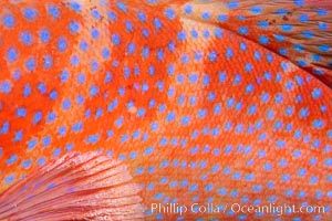 Coral Hind, Cephalopholis miniata, also known as Coral Trout and Coral Grouper, Fiji, Cephalopholis miniata, Namena Marine Reserve, Namena Island