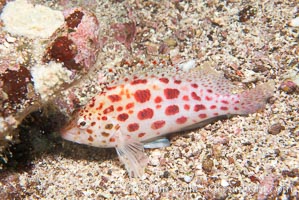 Coral hawkfish, Cirrhitichthys oxycephalus, Cousins