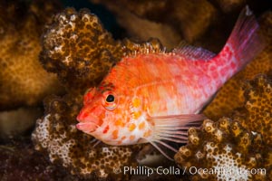 Coral Hawkfish, Sea of Cortez, Baja California, Isla San Diego, Mexico