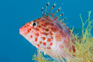 Coral Hawkfish, Sea of Cortez, Baja California