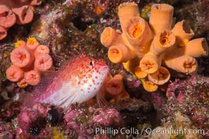 Coral Hawkfish, Sea of Cortez, Baja California, Isla Las Animas, Mexico