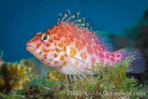 Coral Hawkfish, Sea of Cortez, Baja California, Isla San Diego, Mexico