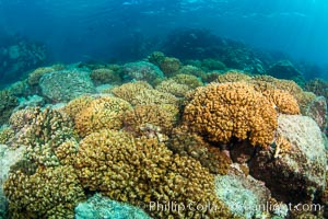 Coral Heads on Reef, Lobera San Rafaelito, Sea of Cortez