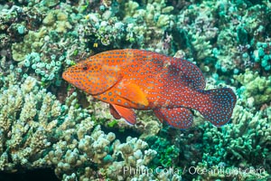 Coral Hind, Cephalopholis miniata, also known as Coral Trout and Coral Grouper, Fiji, Cephalopholis miniata, Makogai Island, Lomaiviti Archipelago