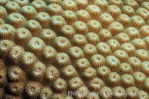 Closeup view of stony coral polyp details, Fiji, Makogai Island, Lomaiviti Archipelago