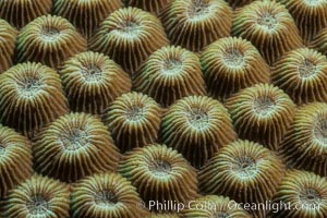 Closeup view of stony coral polyp details, Fiji, Makogai Island, Lomaiviti Archipelago