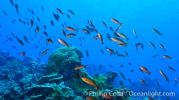 Coral Reef, Clipperton Island