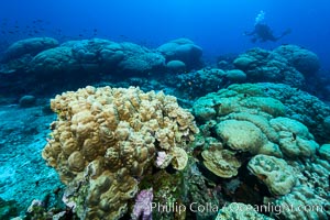 Coral Reef, Clipperton Island