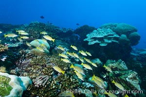 Coral Reef, Clipperton Island