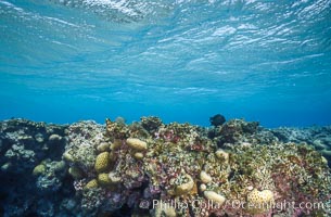 Coral Reef Scene Underwater at Rose Atoll, American Samoa, Rose Atoll National Wildlife Refuge