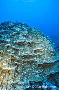 Coral Reef Scene Underwater at Rose Atoll, American Samoa, Rose Atoll National Wildlife Refuge