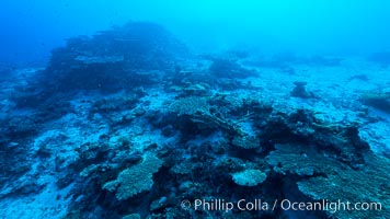 Coral reefscape in Fiji. Stony corals, such as the various species in this image, grow a calcium carbonate skeleton which they leave behind when they die. Over years, this deposit of calcium carbonate builds up the foundation of the coral reef. Fiji, Wakaya Island, Lomaiviti Archipelago
