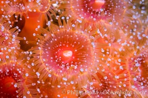 The corallimorph Corynactis californica, similar to both stony corals and anemones, is typified by a wide oral disk and short tentacles that radiate from the mouth.  The tentacles grasp food passing by in ocean currents, Corynactis californica, San Diego, California