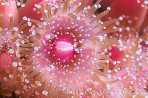 The corallimorph Corynactis californica, similar to both stony corals and anemones, is typified by a wide oral disk and short tentacles that radiate from the mouth.  The tentacles grasp food passing by in ocean currents, Corynactis californica, San Diego, California