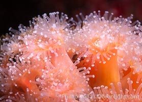 The corallimorph Corynactis californica, similar to both stony corals and anemones, is typified by a wide oral disk and short tentacles that radiate from the mouth.  The tentacles grasp food passing by in ocean currents, Corynactis californica, San Diego, California