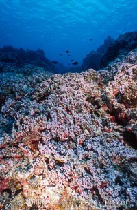 Pink coralline algae, Porolithon, Rose Atoll National Wildlife Sanctuary