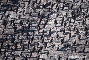 Cormorant colony, Coronado Islands, Mexico, Phalacrocorax, Coronado Islands (Islas Coronado)