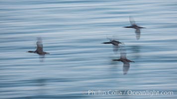 Cormorants in flight, wings blurred by time exposure, Phalacrocorax auritus, La Jolla, California