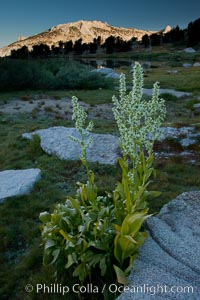 Corn lily blooms near Vogelsang Lake, in shade at sunrise, Veratrum californicum, Yosemite National Park, California