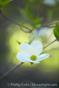 Mountain dogwood, or Pacific dogwood, Yosemite Valley, Cornus nuttallii, Yosemite National Park, California