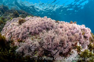 Coronado Islands Underwater Reefscape, various algae on rocky reef, Coronado Islands (Islas Coronado)