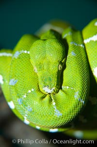 Emerald tree boa.  Emerald tree boas are nocturnal, finding and striking birds and small mammals in complete darkness.  They have infrared heat receptors around their faces that allow them to locate warm blooded prey in the dark, sensitive to as little as 0.4 degrees of Fahrenheit temperature differences, Corralus caninus