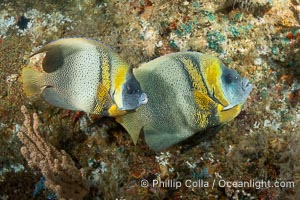 Cortez Angelfish, Pomacanthus zonipectus, Isla Angel de la Guarda, Sea of Cortez, Mexico, Pomacanthus zonipectus