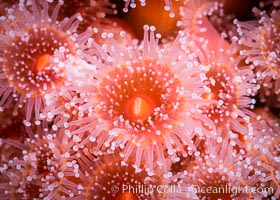 A corynactis anemone polyp, Corynactis californica is a corallimorph found in genetically identical clusters, club-tipped anemone, Corynactis californica, San Diego, California