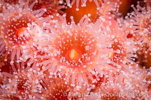 A corynactis anemone polyp, Corynactis californica is a corallimorph found in genetically identical clusters, club-tipped anemone, Corynactis californica, San Diego, California