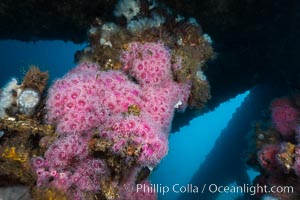 Corynactis anemones on Oil Rig Elly underwater structure, Corynactis californica, Long Beach, California