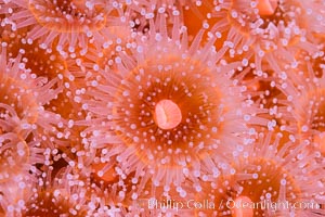 Corynactis anemone polyp, a corallimorph,  extends its arms into passing ocean currents to catch food, Corynactis californica, San Diego, California