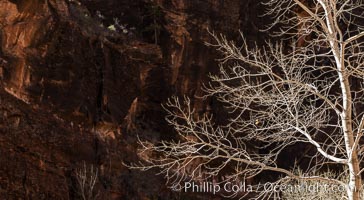 Fremont Cottonwood Tree in winter sillhouette against red Zion Canyon walls, Zion National Park, Utah