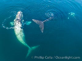 Courting group of southern right whales, aerial photo. Mating may occur as a result of this courting and social behavior.  The white whale seen here is a serious player named El Copulador (the copulator) and is often seen in mating and courting groups of southern right whales at Peninsula Valdes. His light coloration is an indication that he was a white calf, but he did not darken as he aged in the way most white southern right whale calves do, Eubalaena australis, Puerto Piramides, Chubut, Argentina