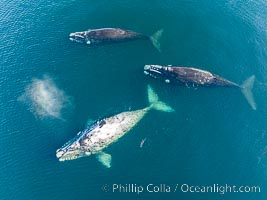 Courting group of southern right whales, aerial photo. Mating may occur as a result of this courting and social behavior.  The white whale seen here is a serious player named El Copulador (the copulator) and is often seen in mating and courting groups of southern right whales at Peninsula Valdes. His light coloration is an indication that he was a white calf, but he did not darken as he aged in the way most white southern right whale calves do, Eubalaena australis, Puerto Piramides, Chubut, Argentina