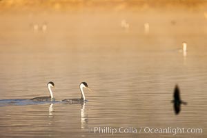 Courting Pair of Western Grebes at Sunrise, mist of Lake Hodges, San Diego, Aechmophorus occidentalis